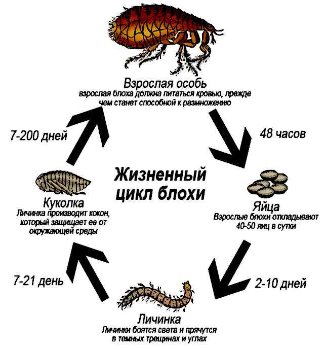 На фото описано про жизненный цикл блох